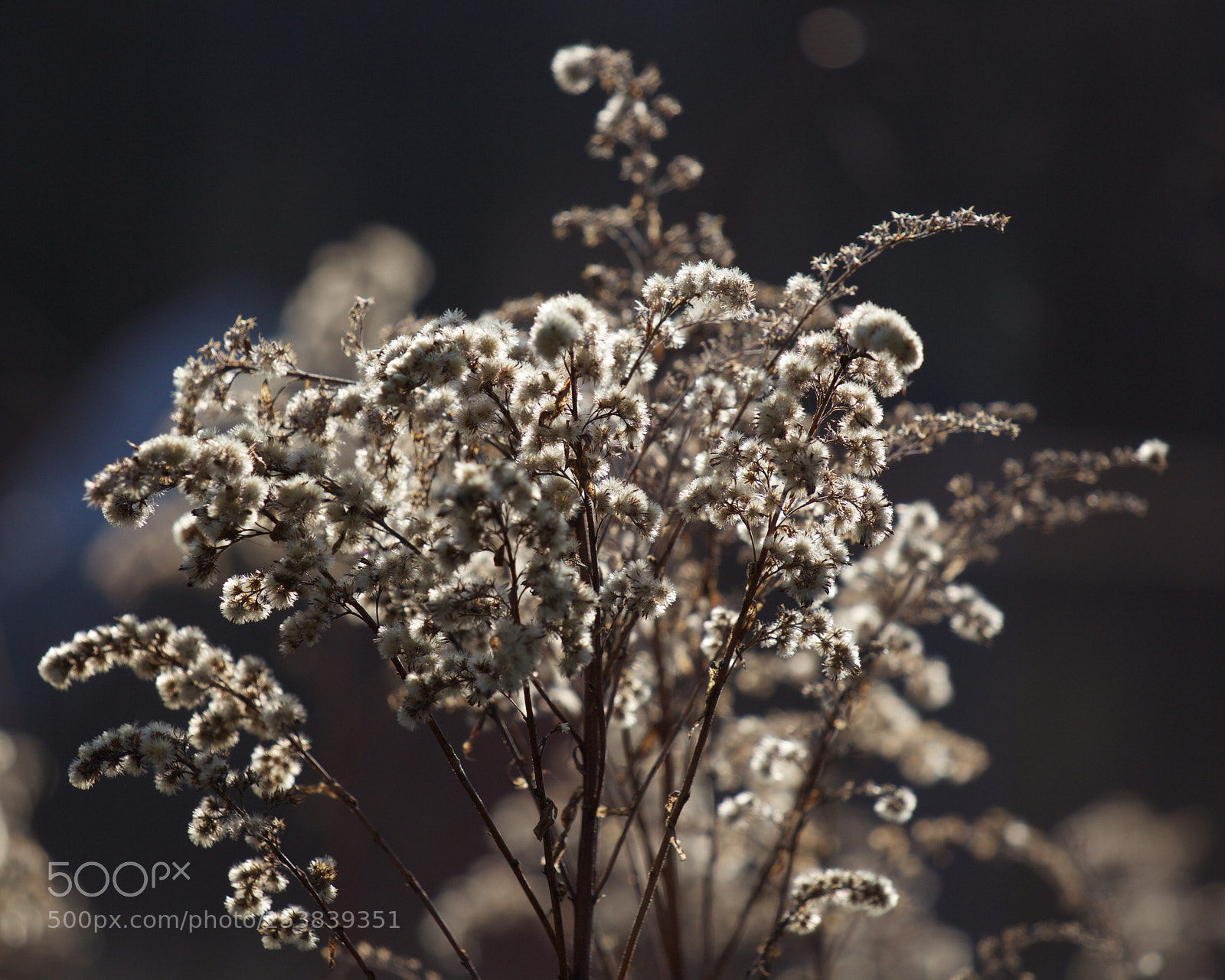 Canon EOS 60D sample photo. Summer plants photography