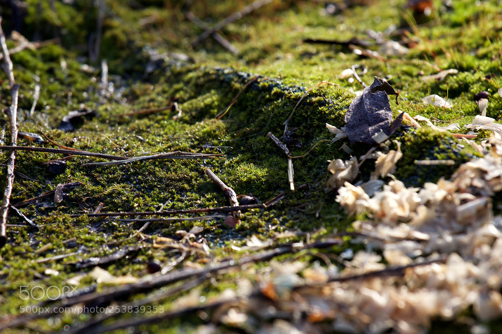 Canon EOS 60D sample photo. Macro forest photography