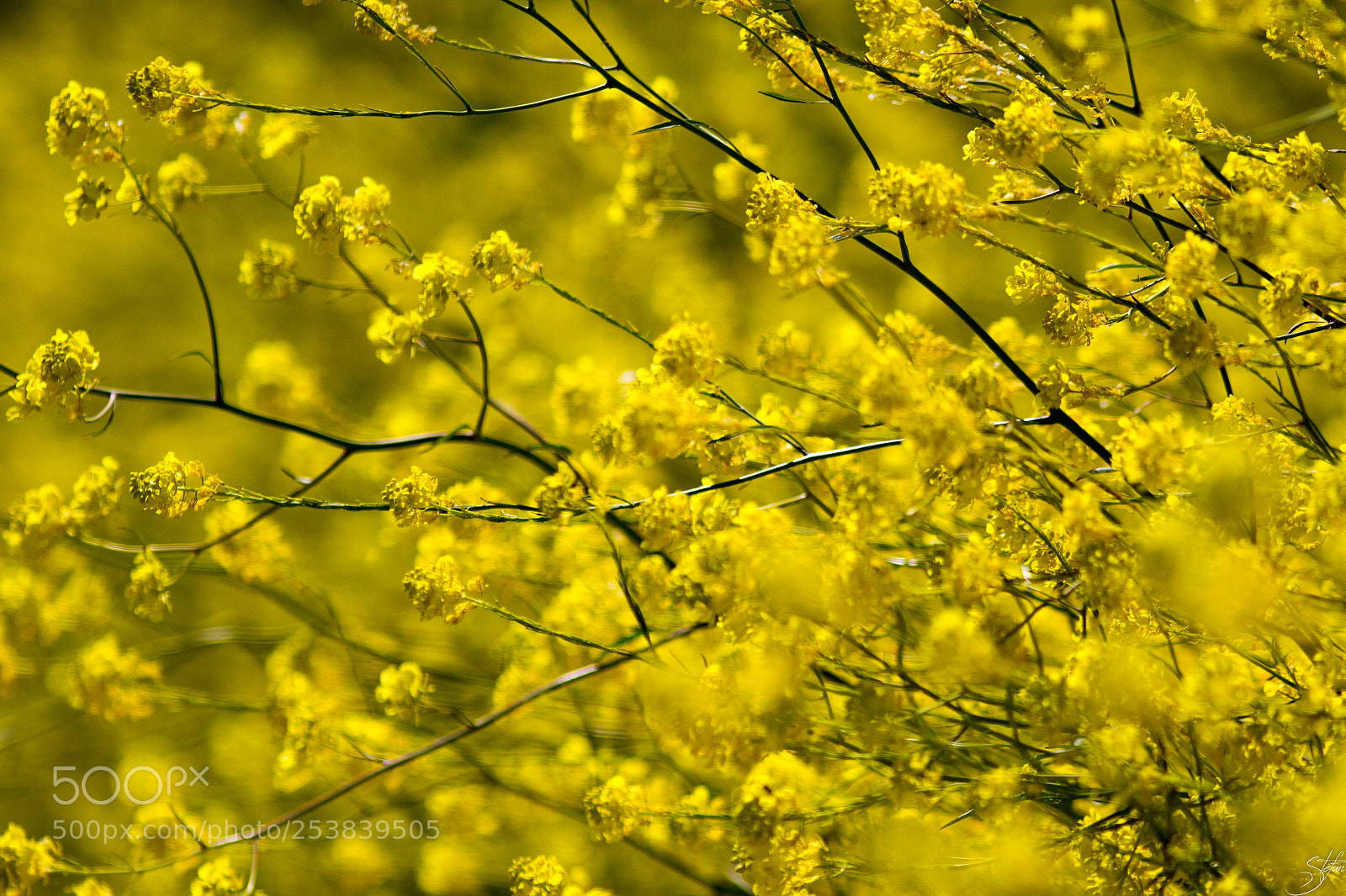 Canon EOS 7D sample photo. Yellow mist photography