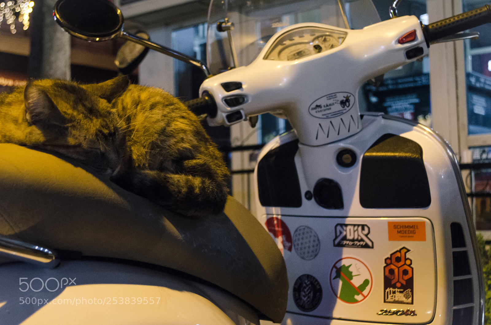 Nikon D5100 sample photo. But the cat came photography