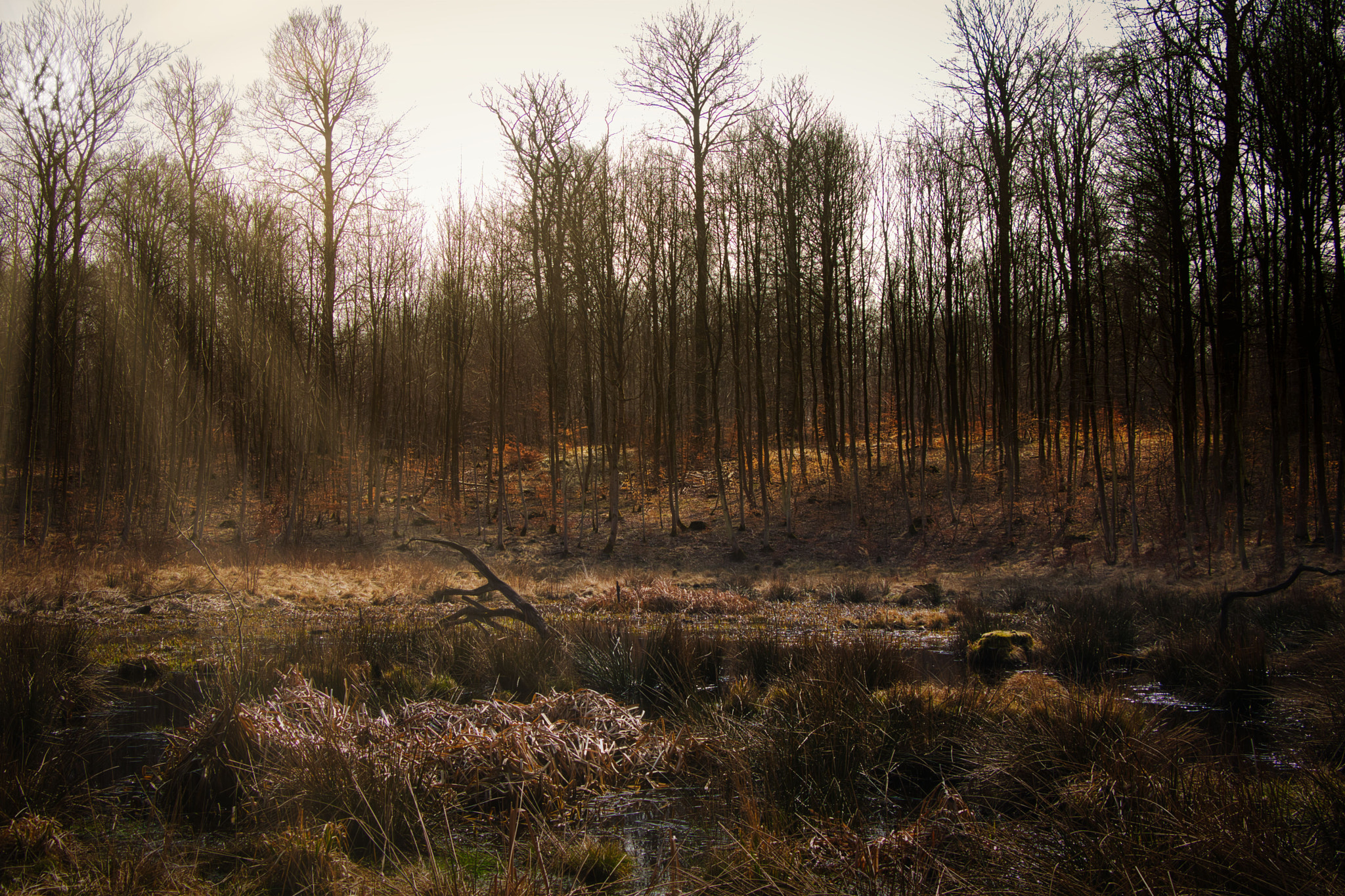 Canon EOS 77D (EOS 9000D / EOS 770D) sample photo. Sunlit bog photography