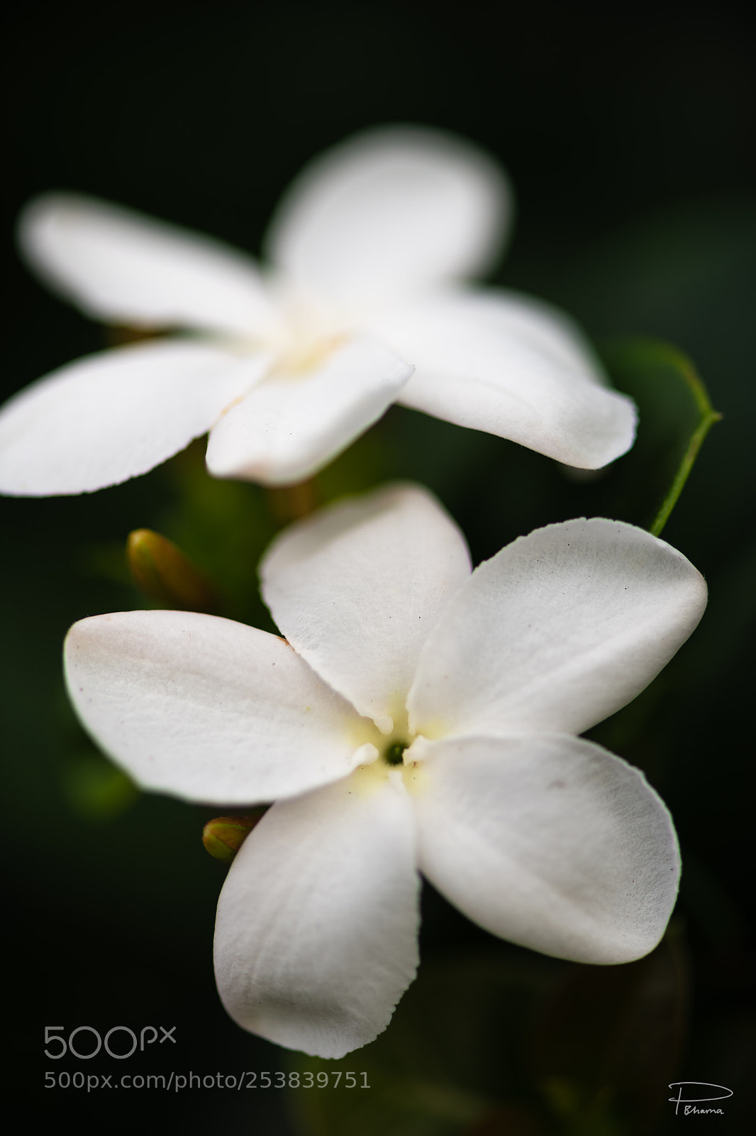 Nikon D850 sample photo. Flower photography