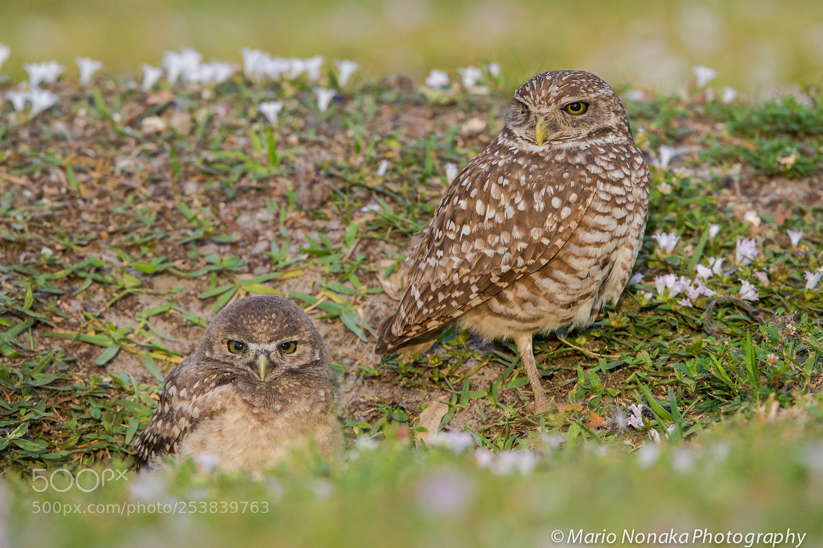 Nikon D4S sample photo. Burrowing owl photography