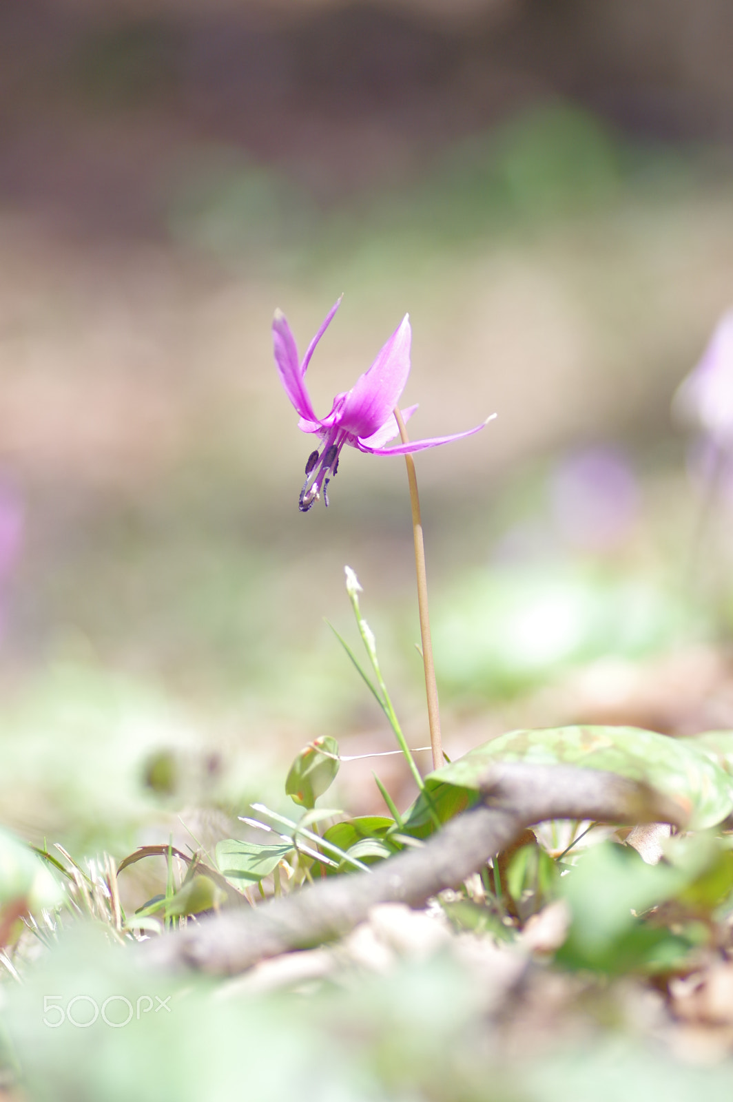 Pentax K-3 II + Tamron SP AF 90mm F2.8 Di Macro sample photo. Spring fairy photography