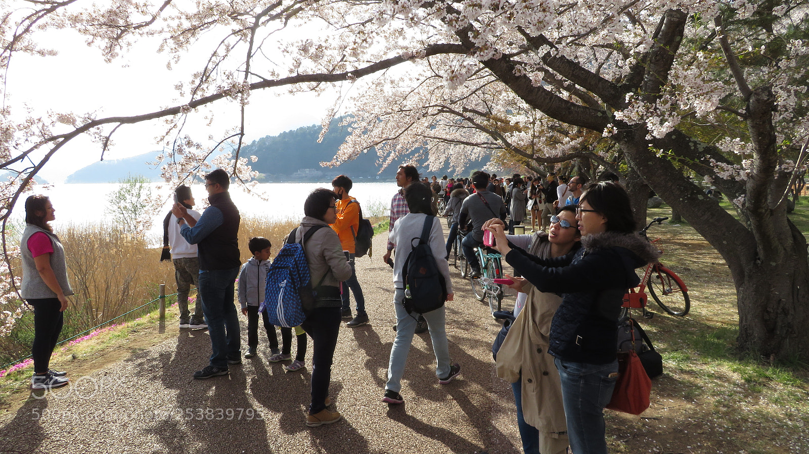 Canon PowerShot SX720 HS sample photo. Sakura fuji photography