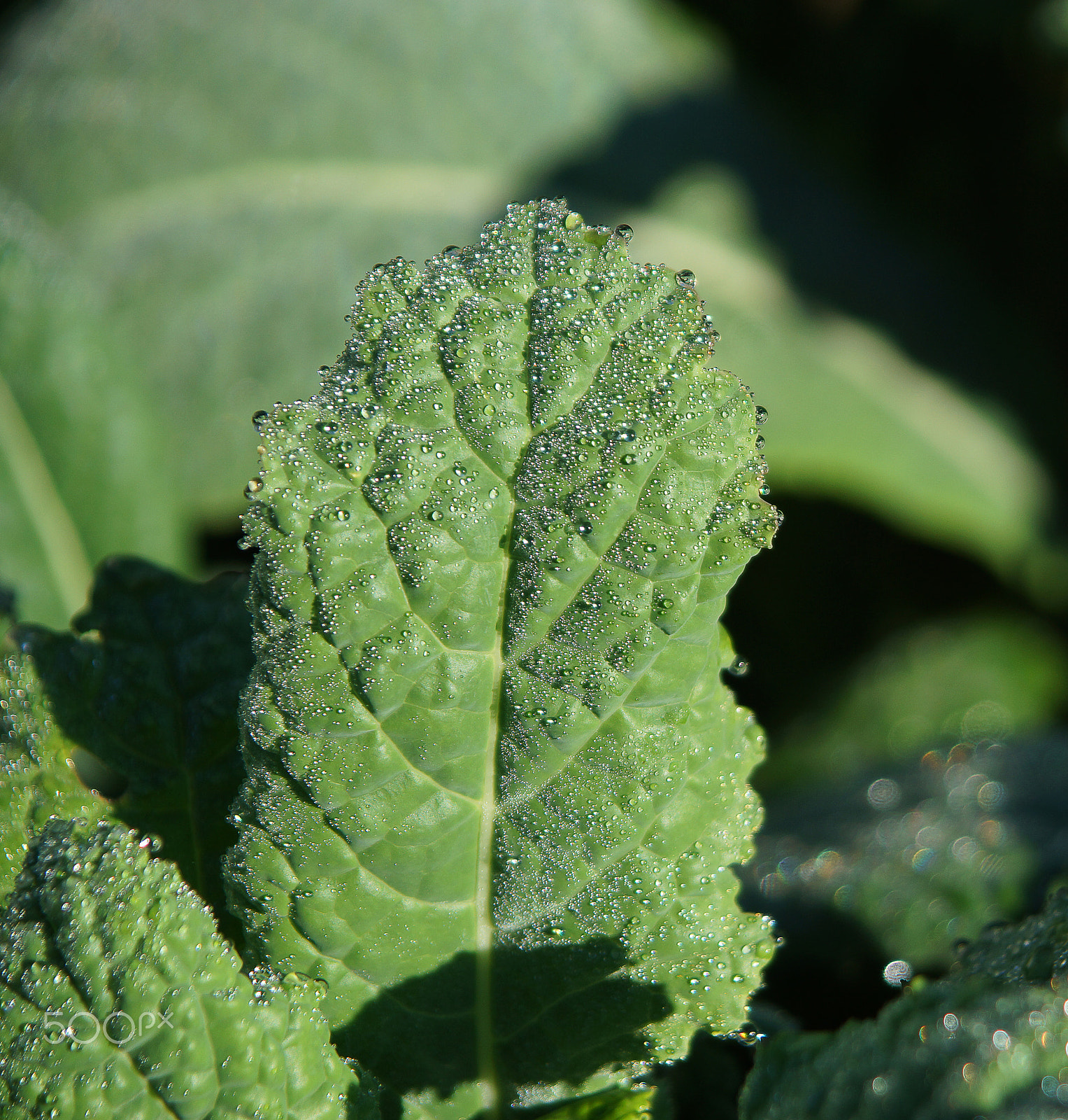Sony SLT-A65 (SLT-A65V) sample photo. Green leaf of cabbage kale, covered with drops of morning dew photography