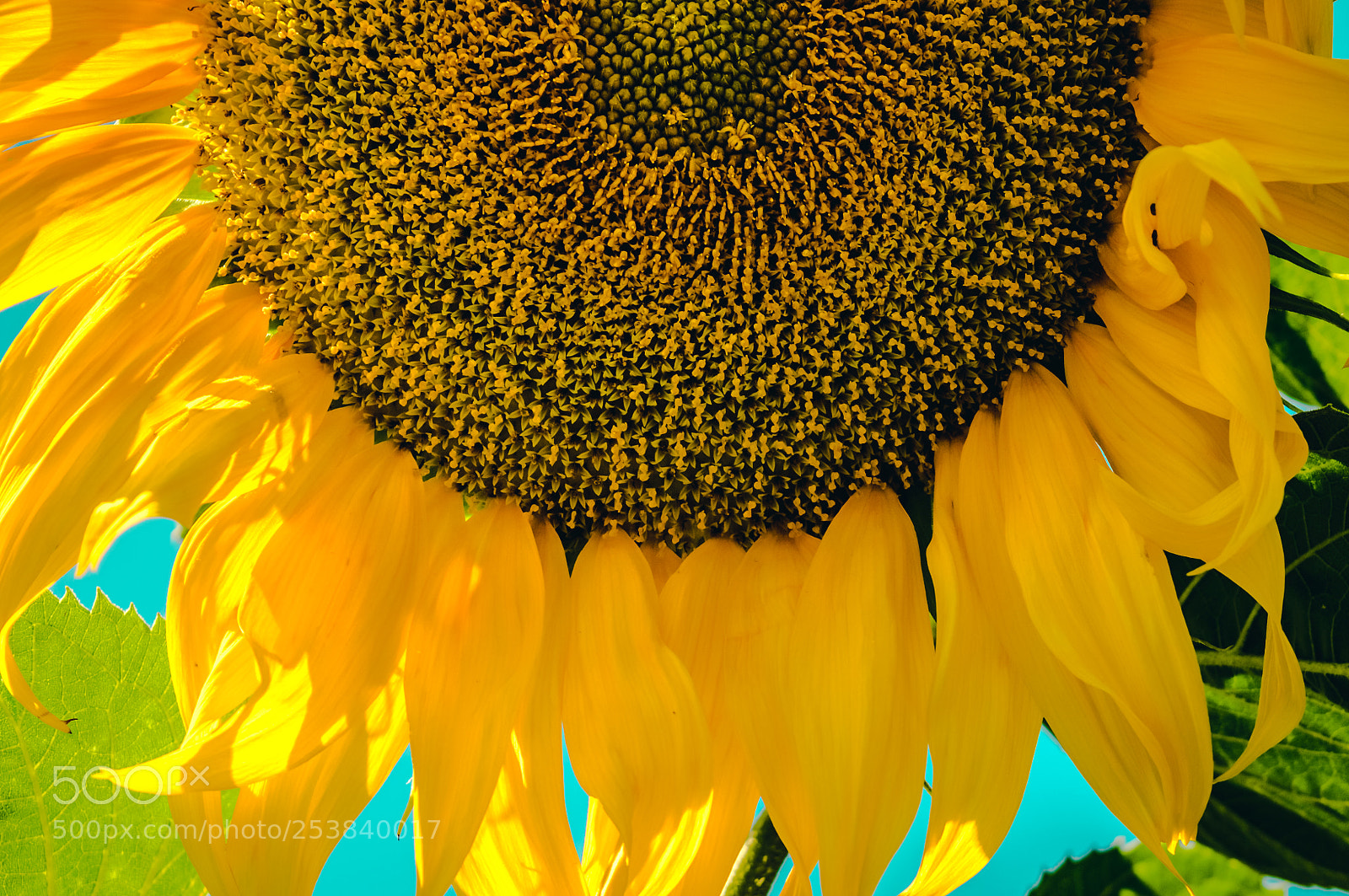 Nikon D3200 sample photo. Sunflower photography