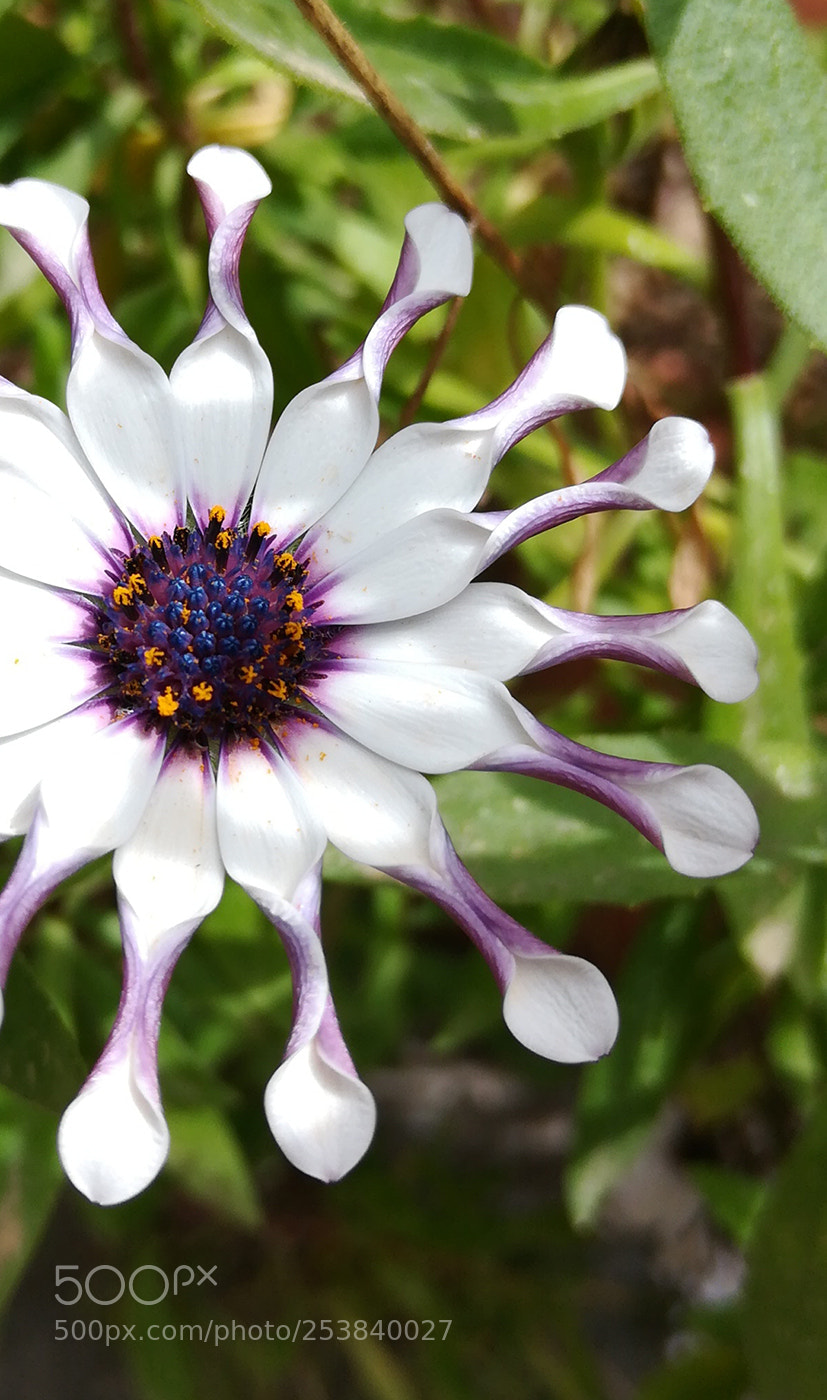 HUAWEI honor 6x sample photo. Unknow flowers photography