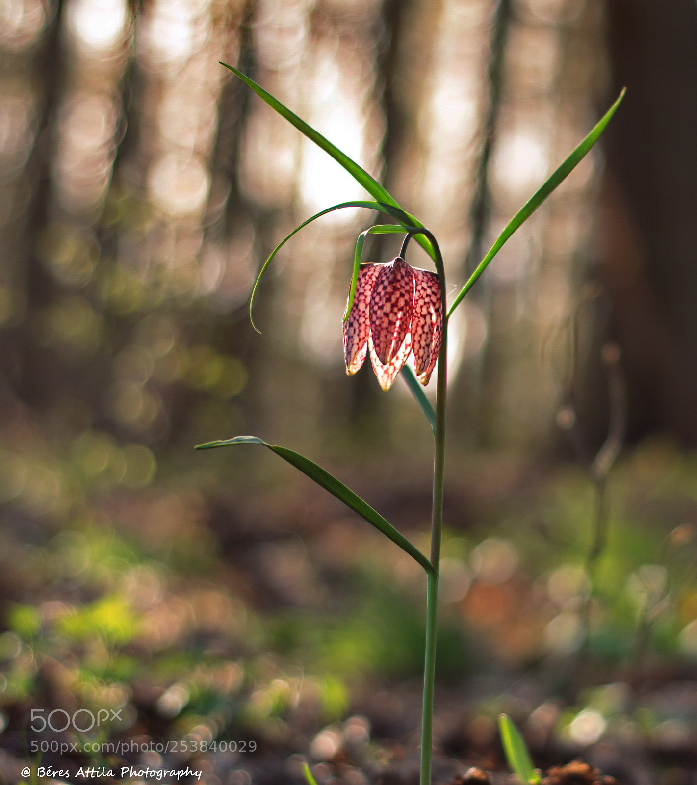 Nikon D3300 sample photo. Fritillaria meleagris photography