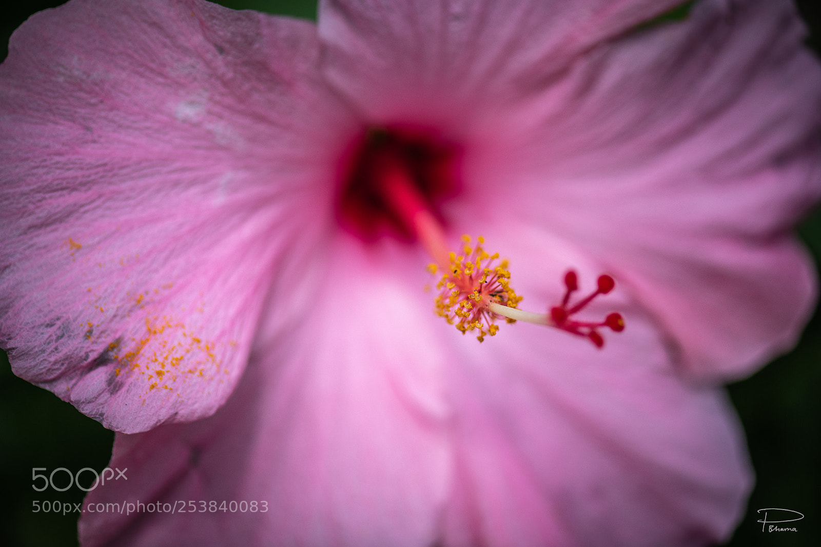 Nikon D850 sample photo. Pollen photography