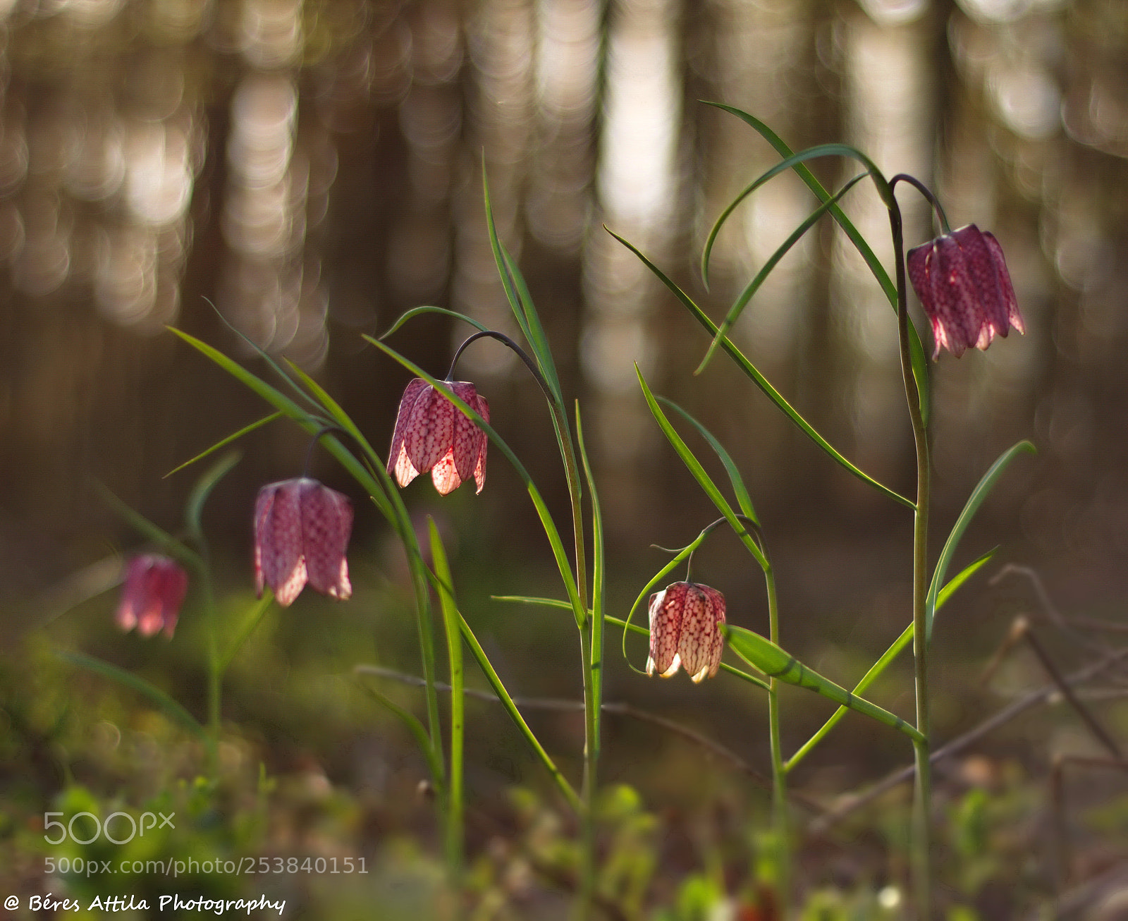 Nikon D3300 sample photo. Fritillaria meleagris photography