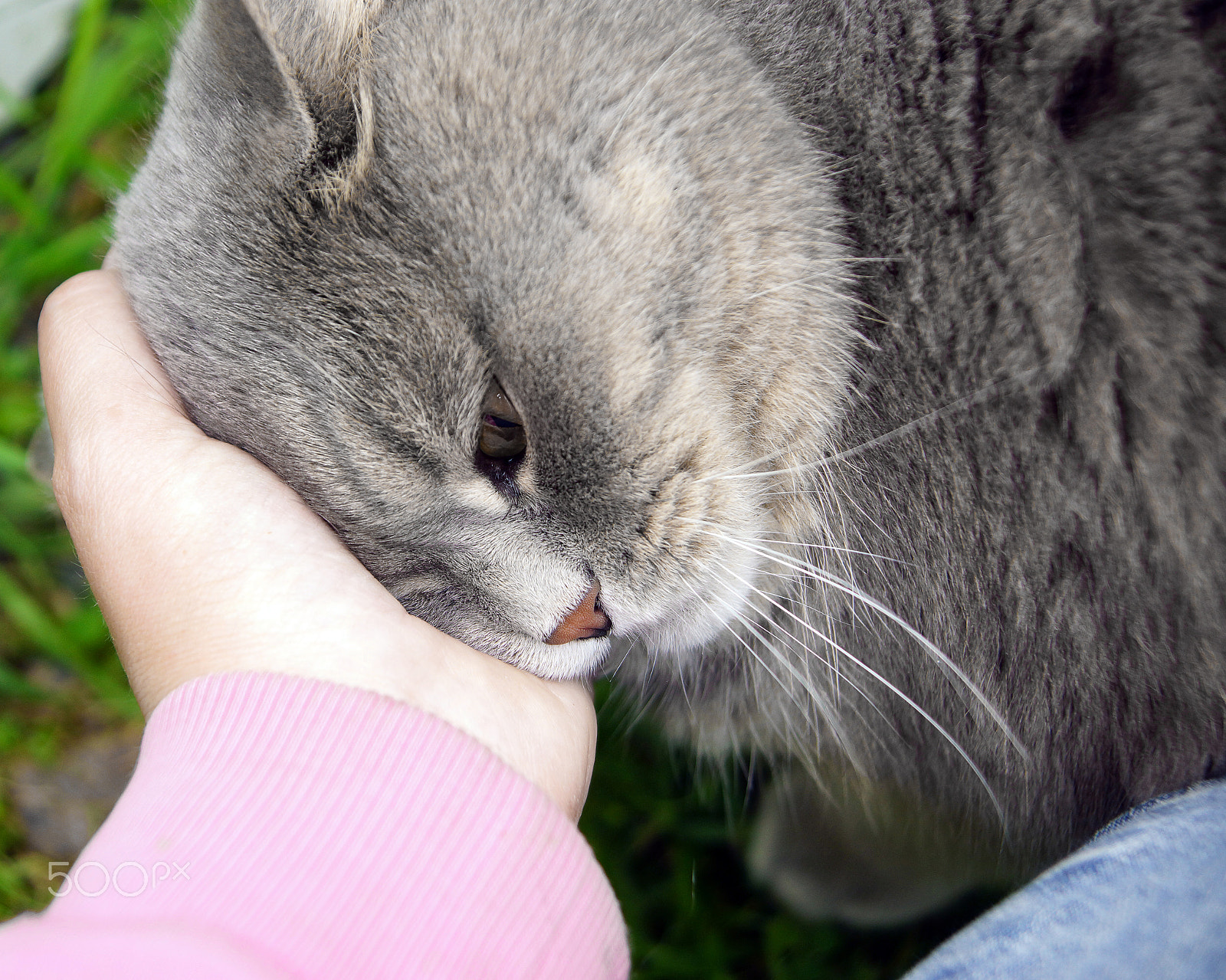 Sony SLT-A65 (SLT-A65V) sample photo. The gray cat rests against the hand, wants affection, the hand strokes the cat photography