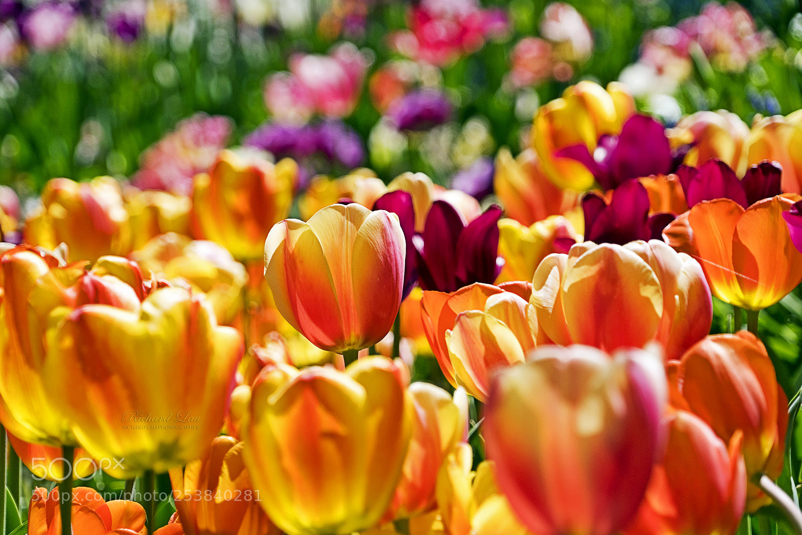 Sony a7 II sample photo. Tulips photography