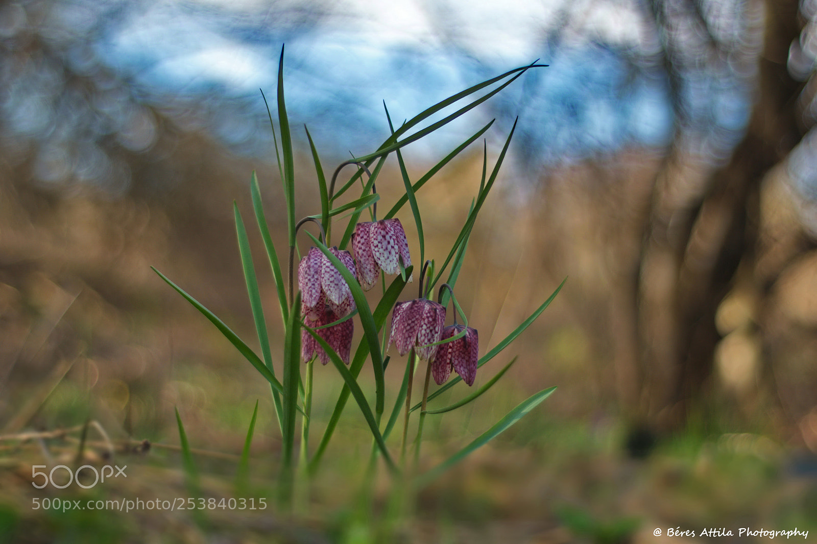 Nikon D3300 sample photo. Fritillaria meleagris photography