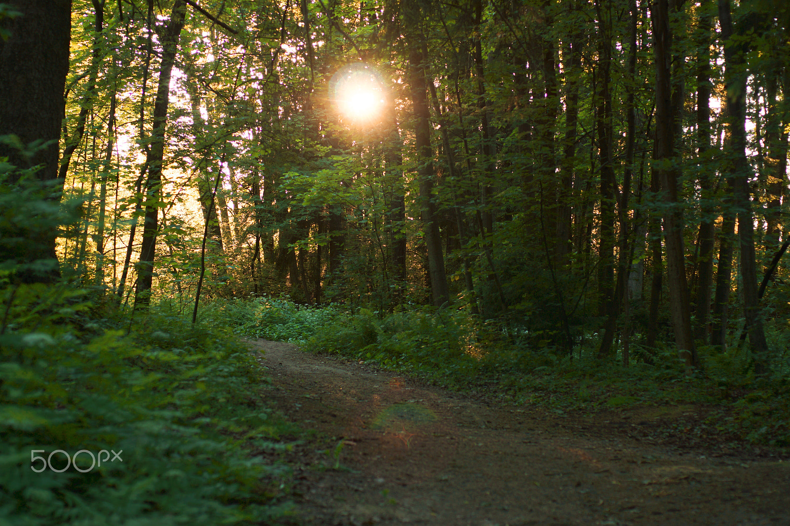 Sony SLT-A65 (SLT-A65V) sample photo. A path in the forest, the sun shines through the branches of trees, a shadow and a coolness photography