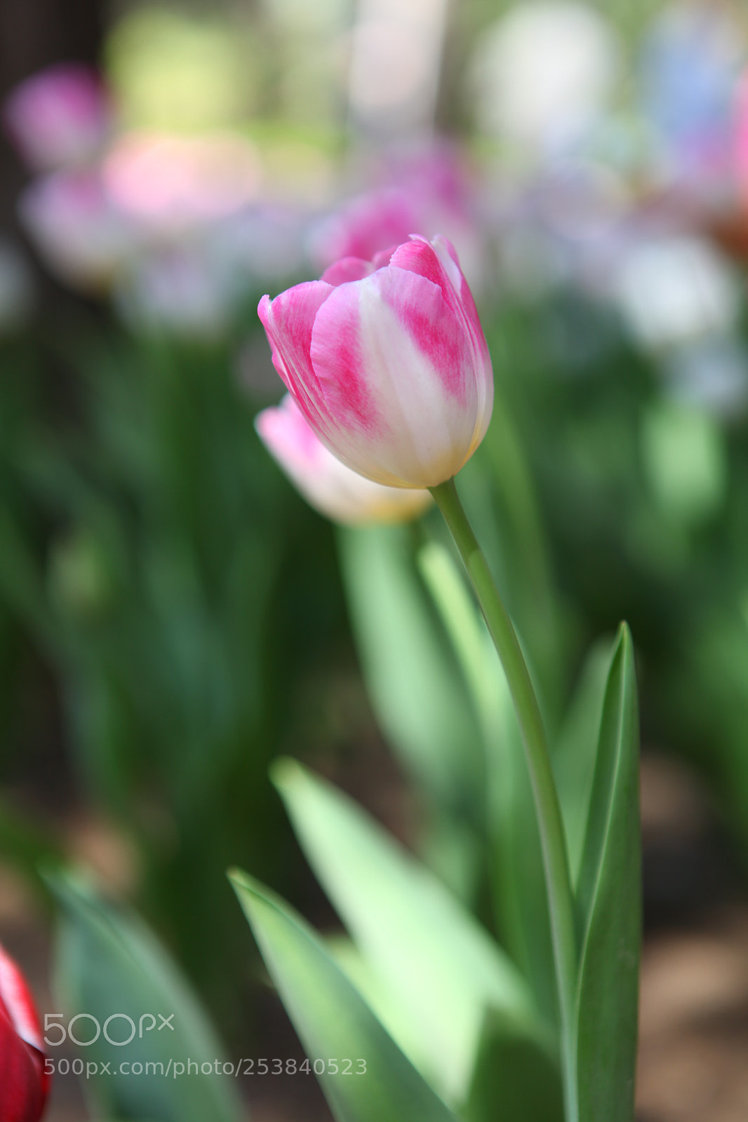 Canon EOS 5D Mark II sample photo. Tulip photography