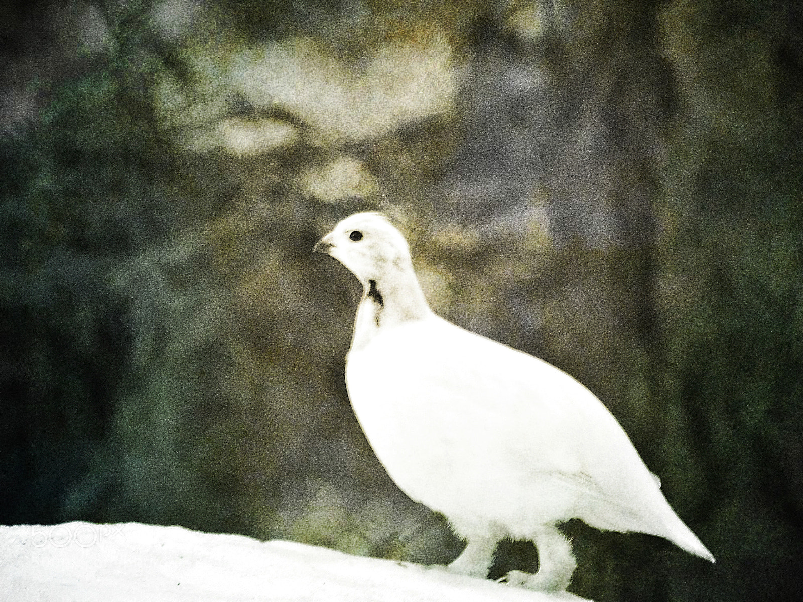 Nikon D5100 sample photo. Ptarmigan photography