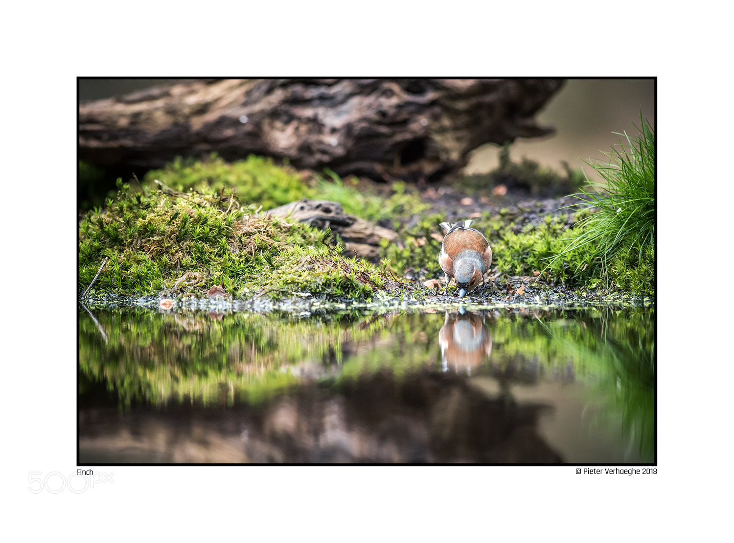 Nikon D810 sample photo. Finch photography