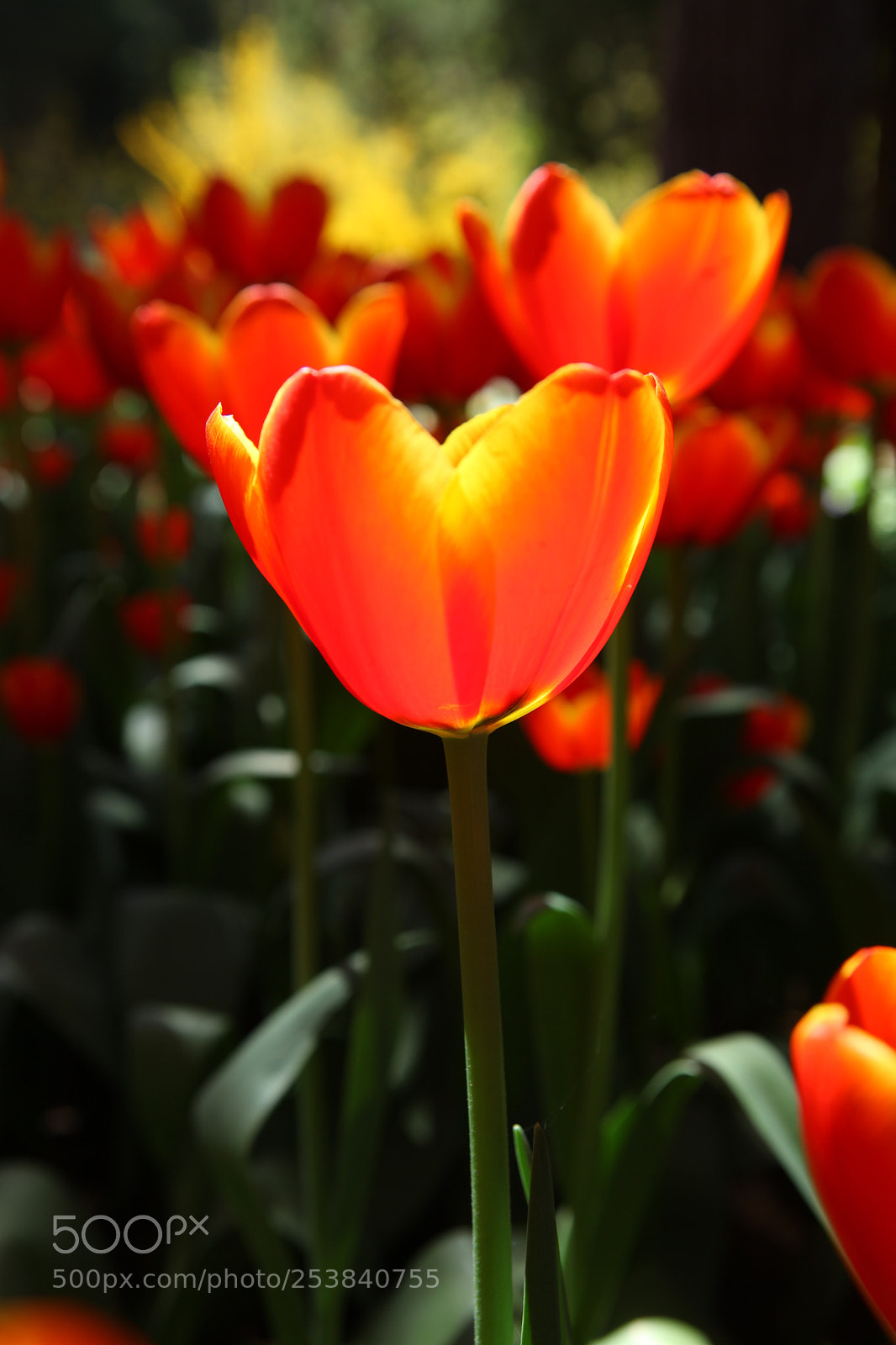 Canon EOS 5D Mark II sample photo. Tulip photography