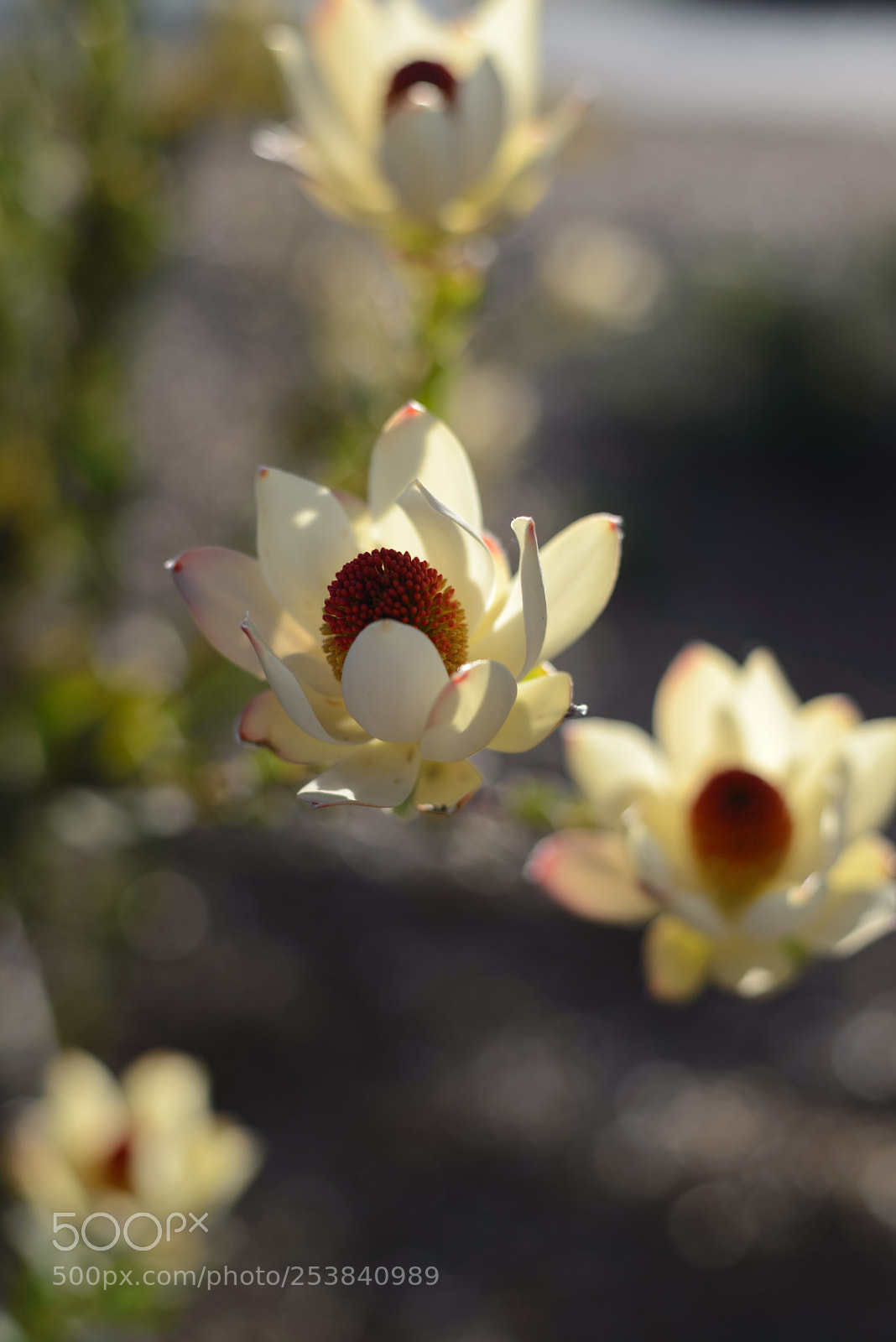 Nikon D610 sample photo. Con te partiro photography
