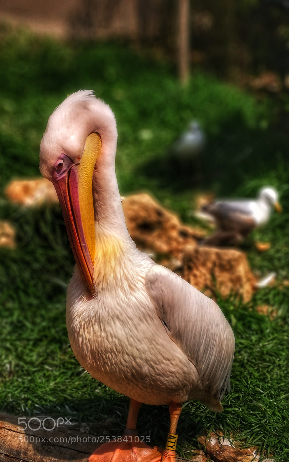 HUAWEI Mate 10 Pro sample photo. The pelican photography