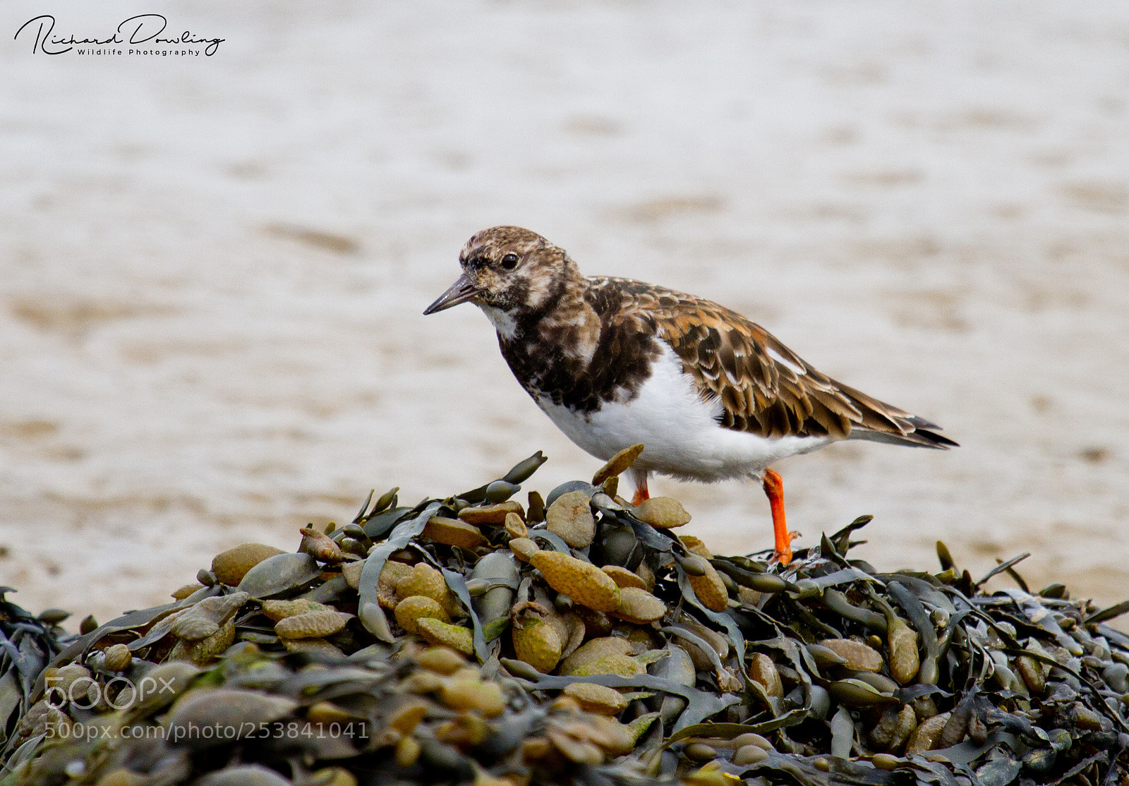 Canon EOS 7D sample photo. Turnstone photography