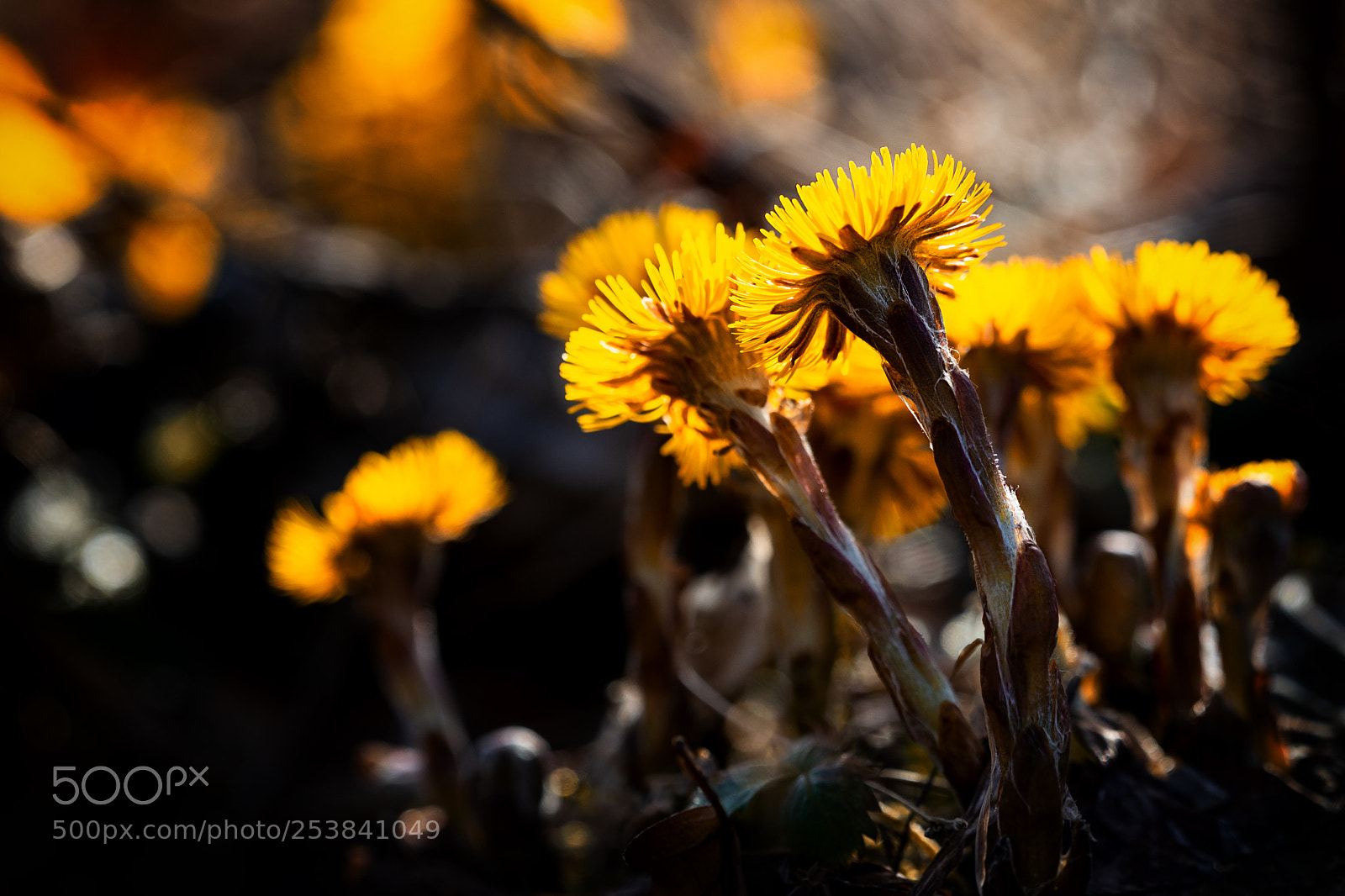 Sony SLT-A99V sample photo. Little suns photography