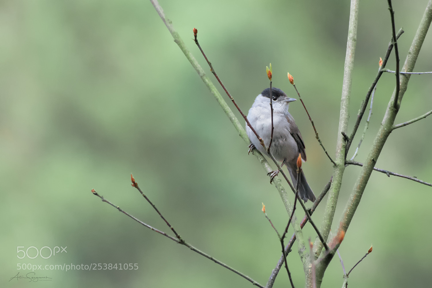 Nikon D7100 sample photo. Blackcap - sylvia atricapilla photography