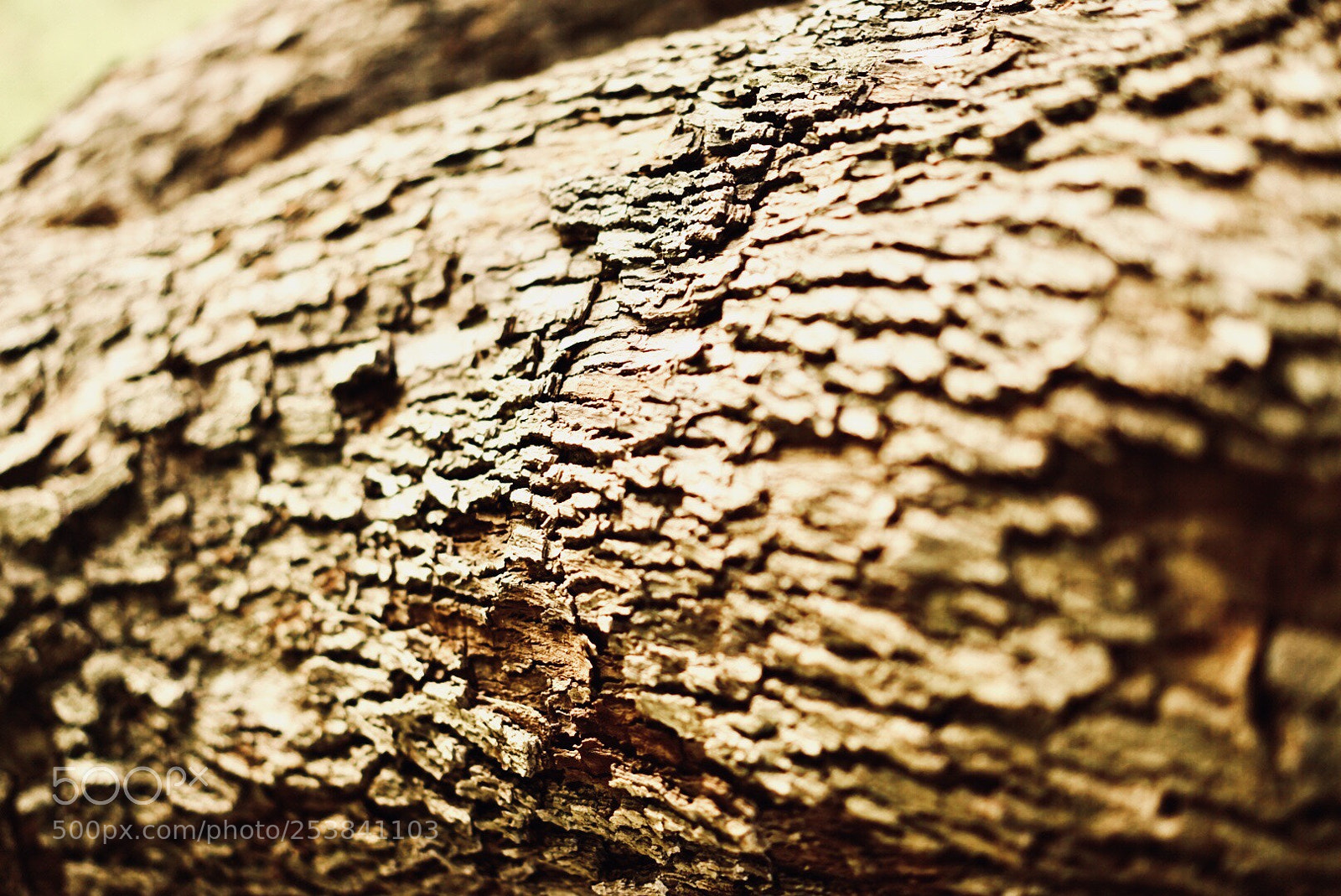 Sony a7 II sample photo. Shinning bark photography