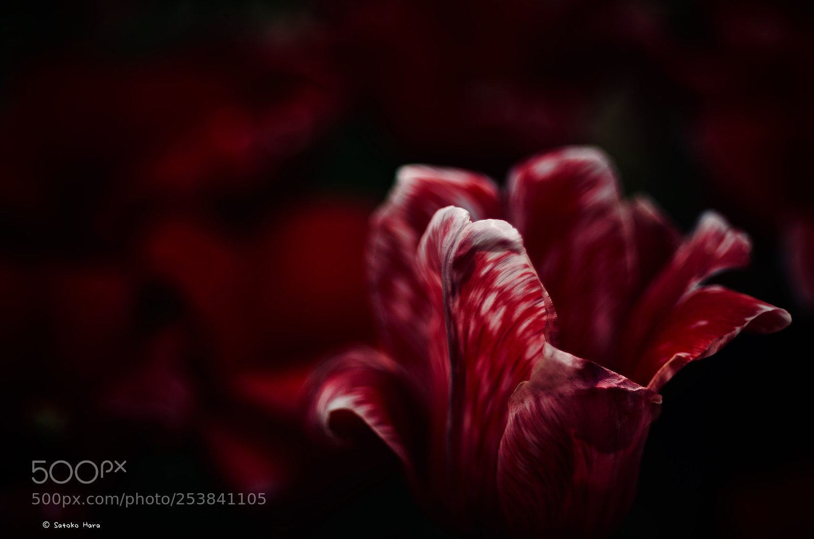 Pentax K-5 IIs sample photo. Red temptation photography