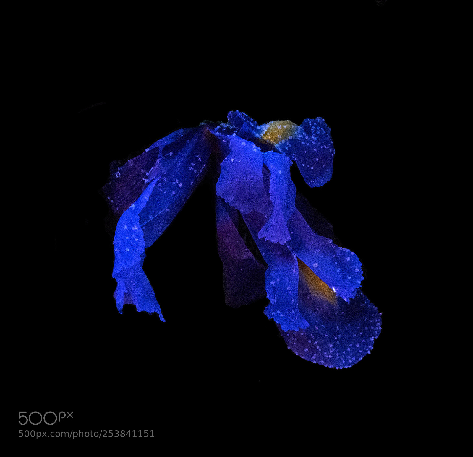 Sony a7 sample photo. Blue queen photography