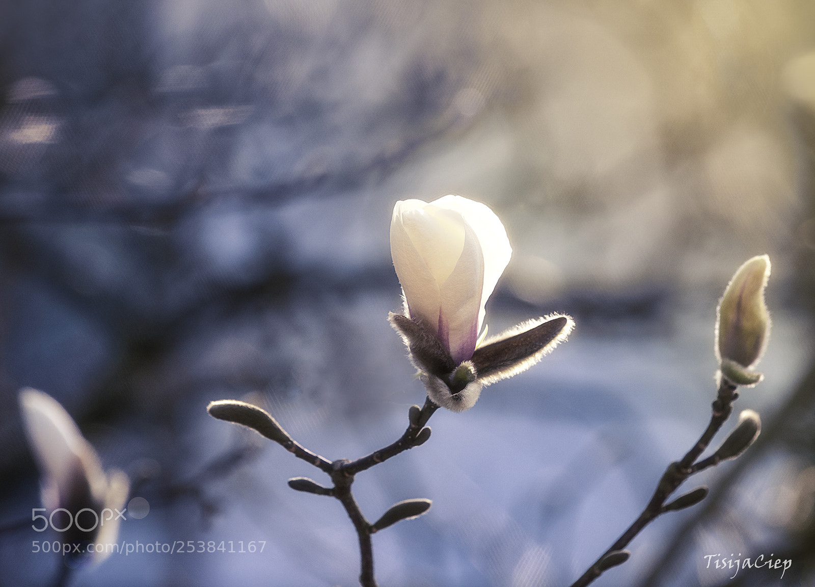 Canon EOS 750D (EOS Rebel T6i / EOS Kiss X8i) sample photo. Magnolia photography