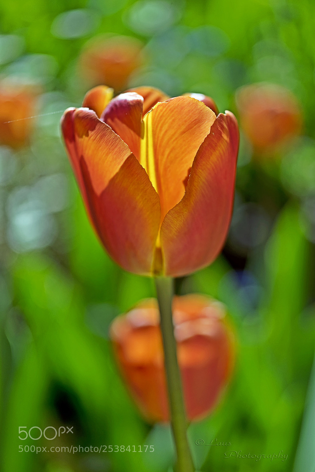 Sony a7 II sample photo. Orange tulip photography