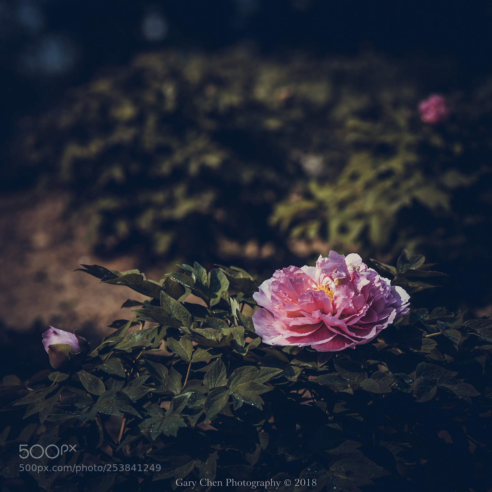 Nikon D810 sample photo. 国色天香 peony-2 photography