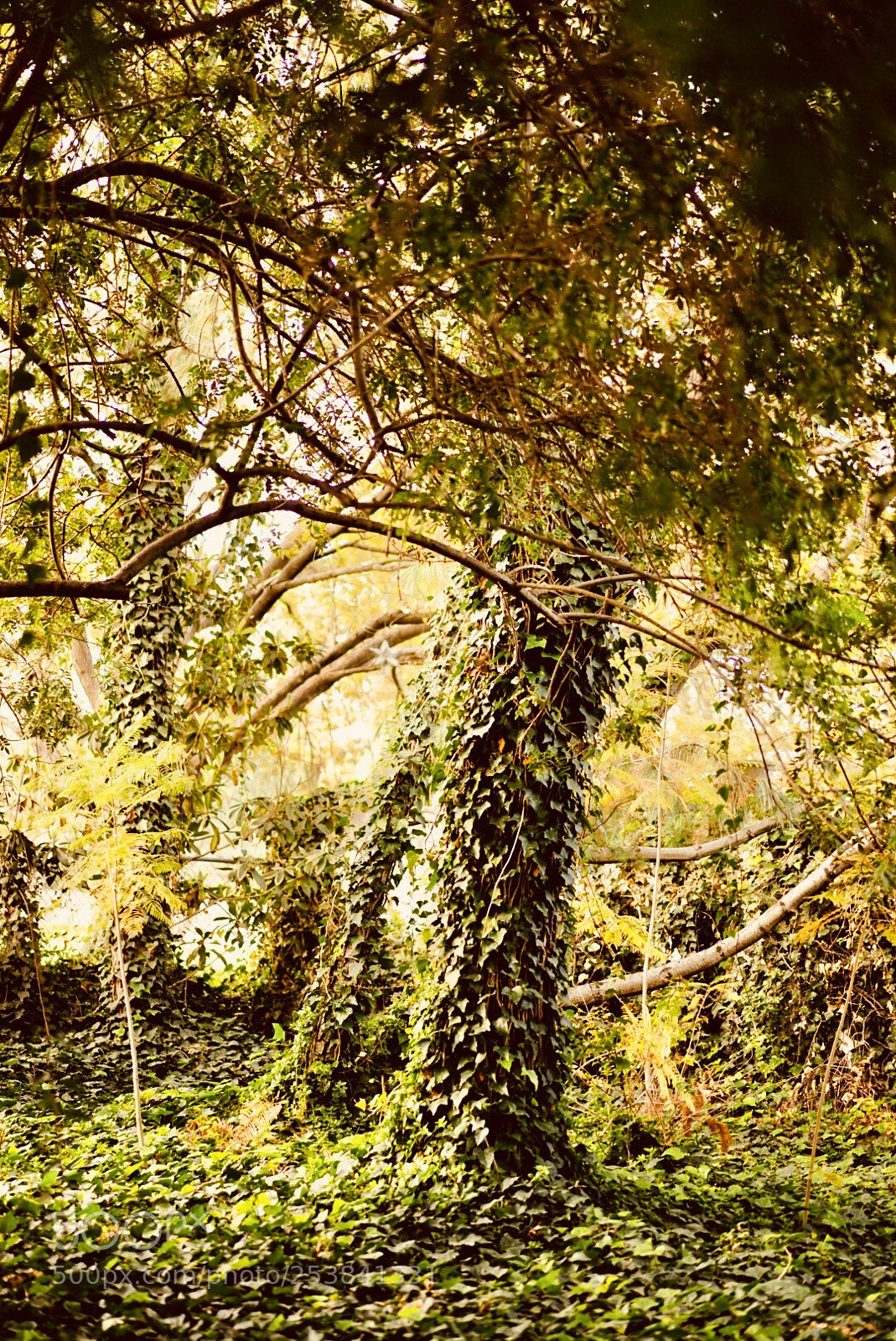 Sony a7 II sample photo. Mi árbol y yo photography