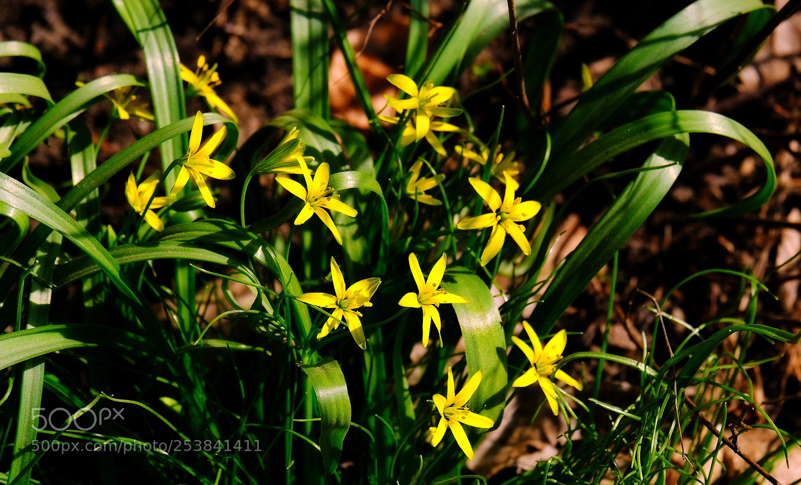 Fujifilm X-T20 sample photo. Primroses welcome the arrival photography