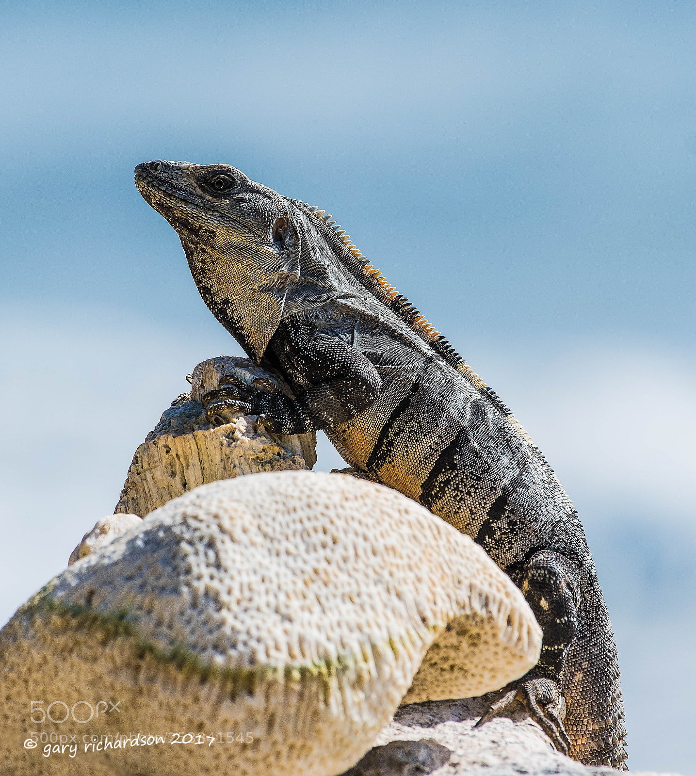Nikon D500 sample photo. Black iguana yucatan mexico photography