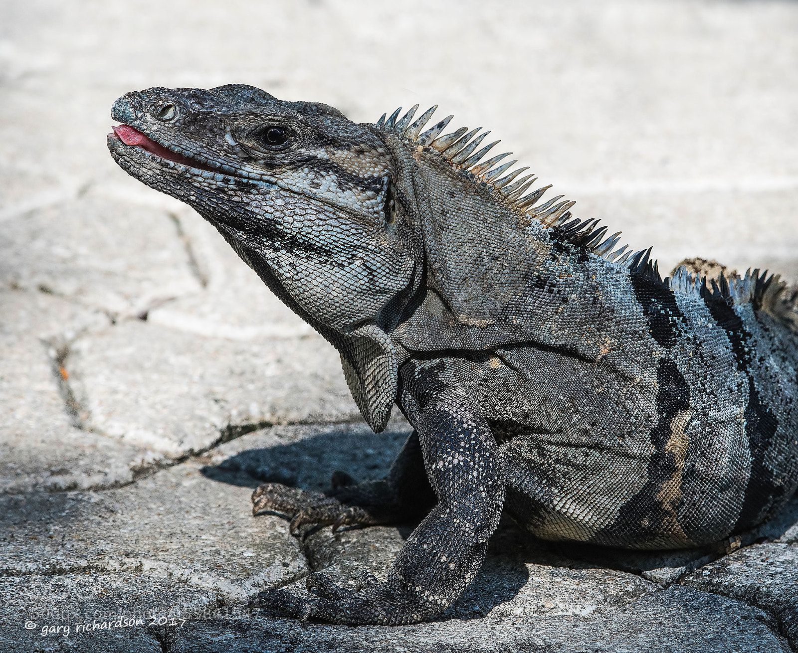 Nikon D500 sample photo. Black iguana yucatan mexico photography