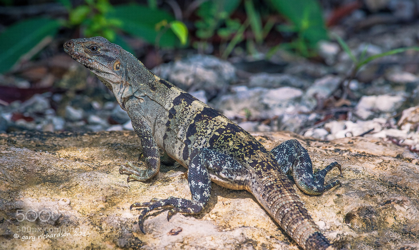Nikon D500 sample photo. Black iguana yucatan mexico photography