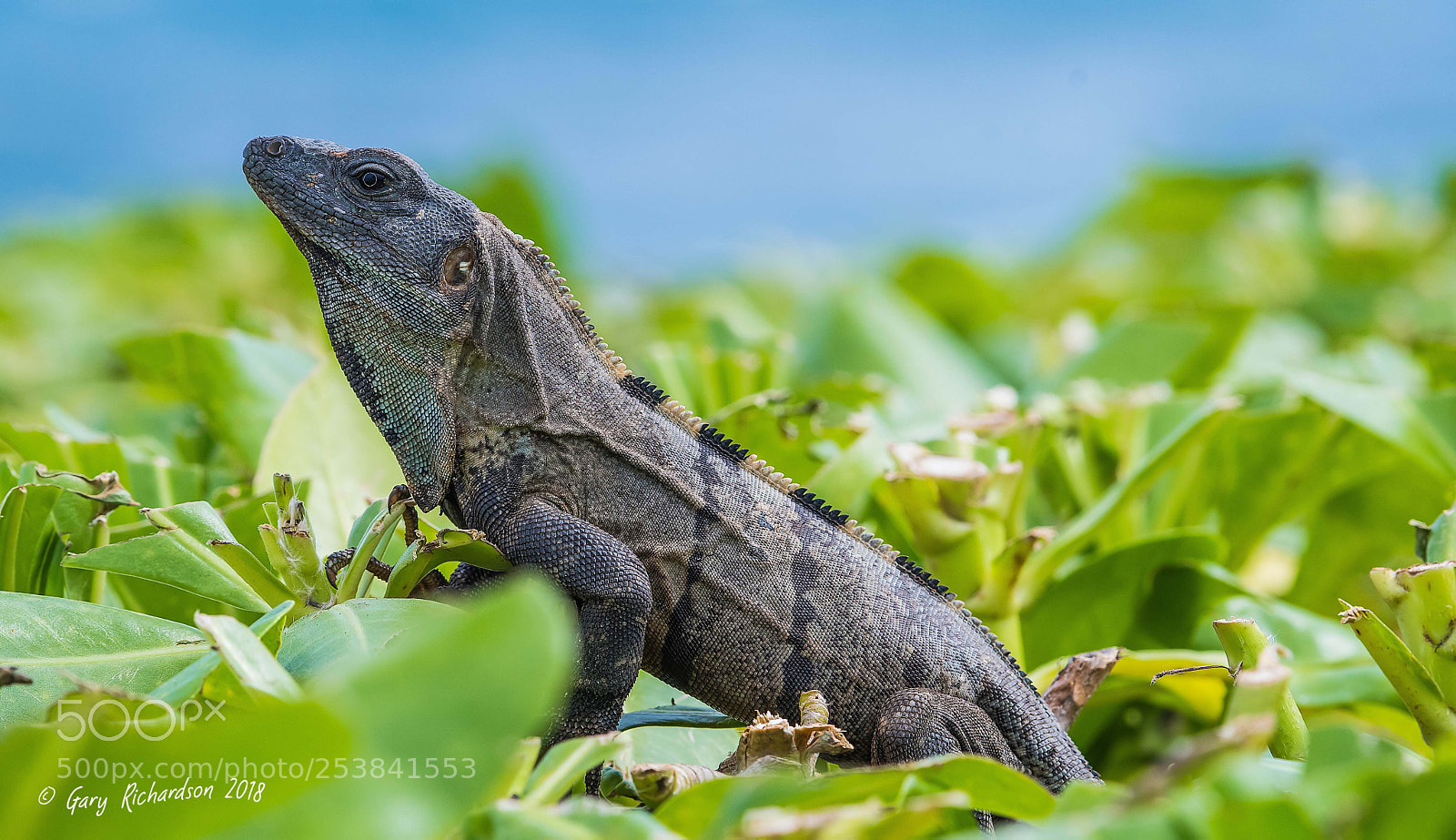 Nikon D500 sample photo. Black iguana yucatan mexico photography