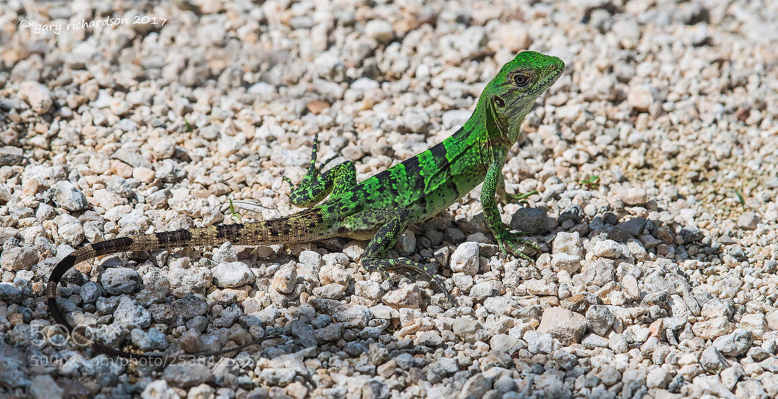 Nikon D500 sample photo. Black iguana juvenile yucatan photography
