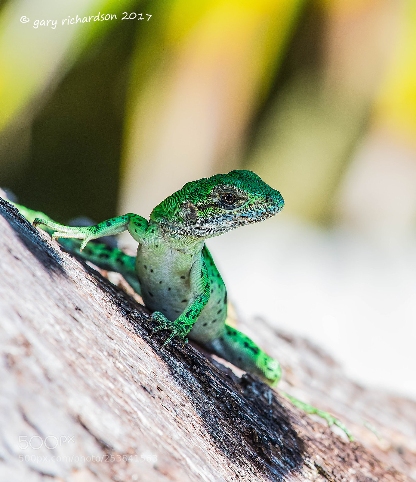 Nikon D500 sample photo. Black iguana juvenile yucatan photography