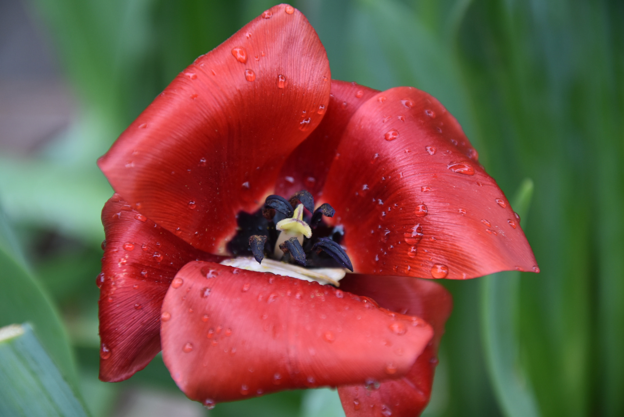 Nikon D5500 sample photo. Tulip photography