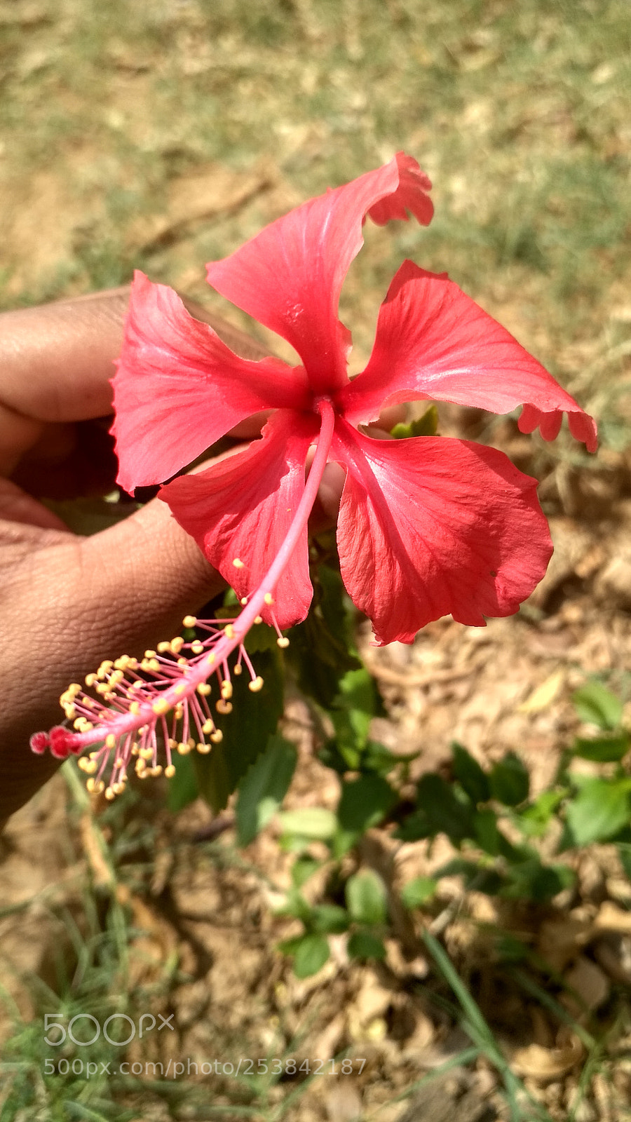 Xiaomi Redmi 4 Pro sample photo. Untitled photography