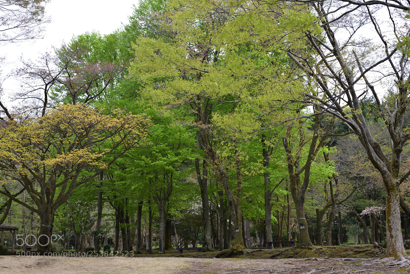 Nikon AF-S Micro-Nikkor 60mm F2.8G ED sample photo. 春・新緑 白山樹木公園 photography