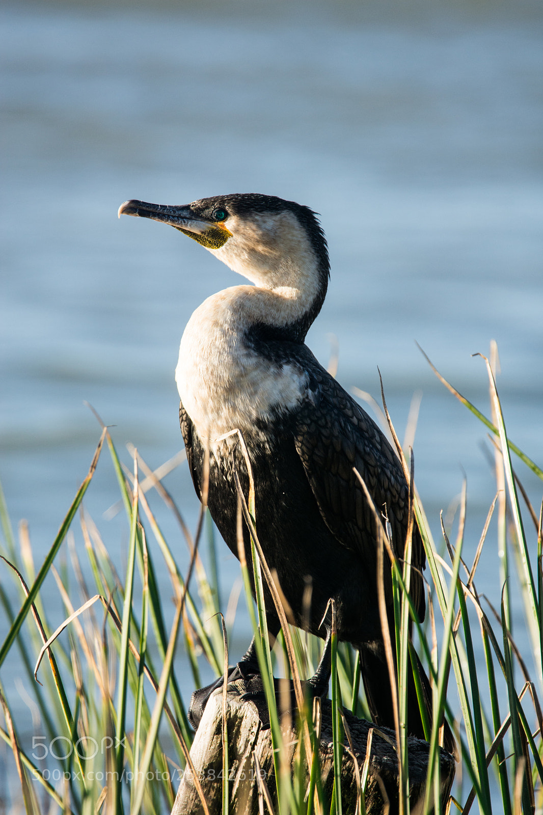 Nikon D7200 sample photo. White crested cormorant photography