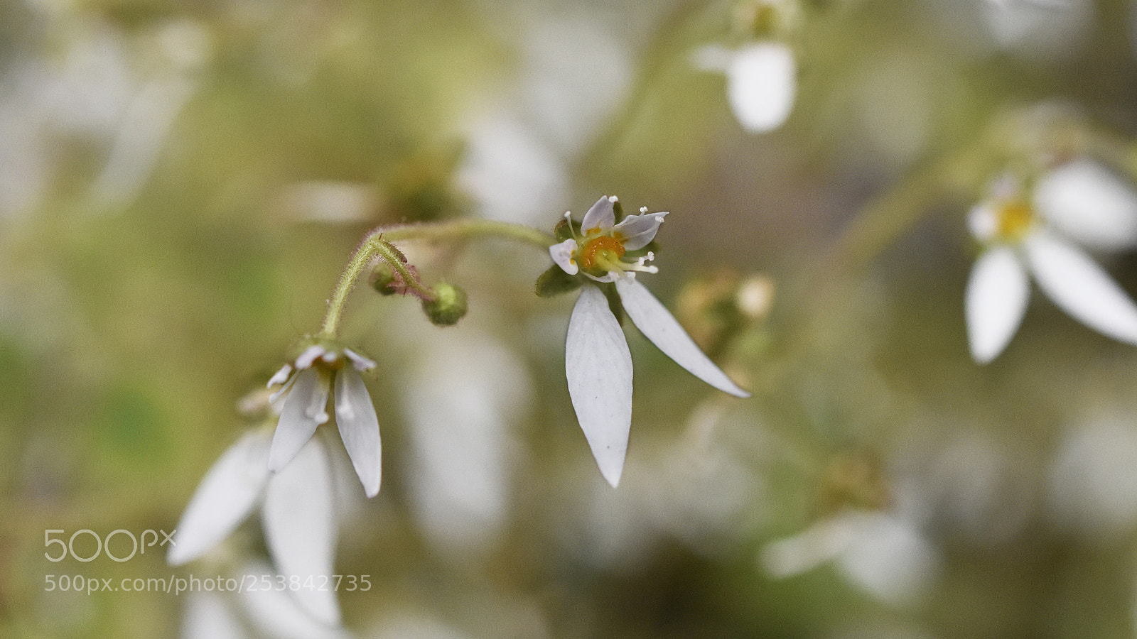 Nikon D810 sample photo. Flower of saxifraga stolonifera photography