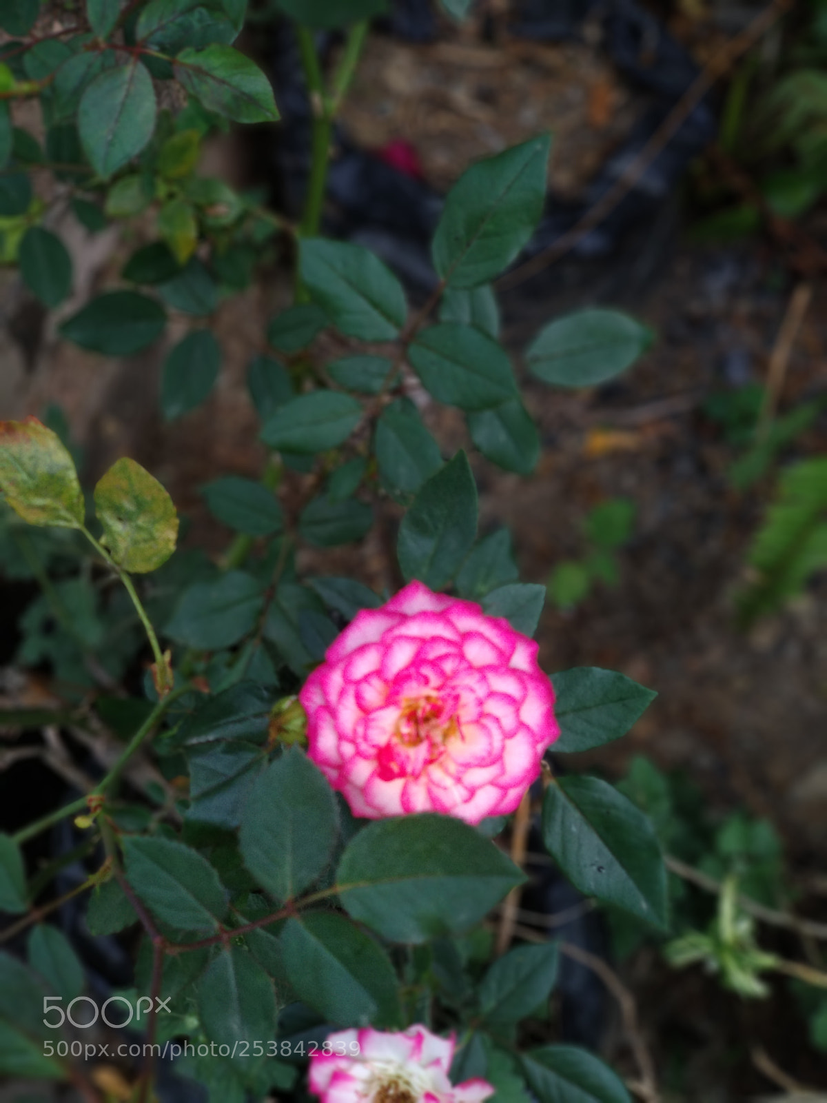 Xiaomi Mi A1 sample photo. Untitled photography