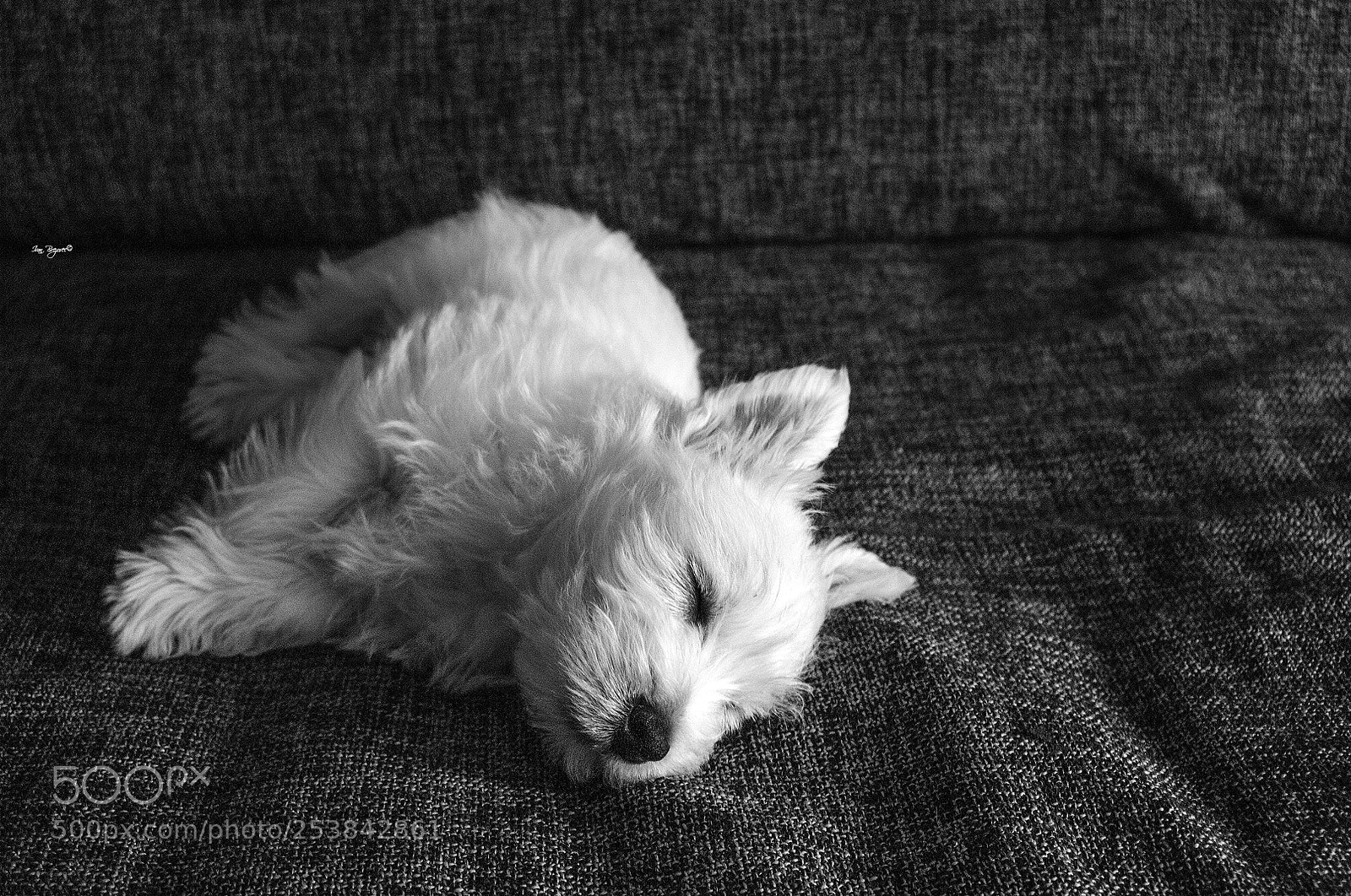 Nikon D2X sample photo. Pipo photography