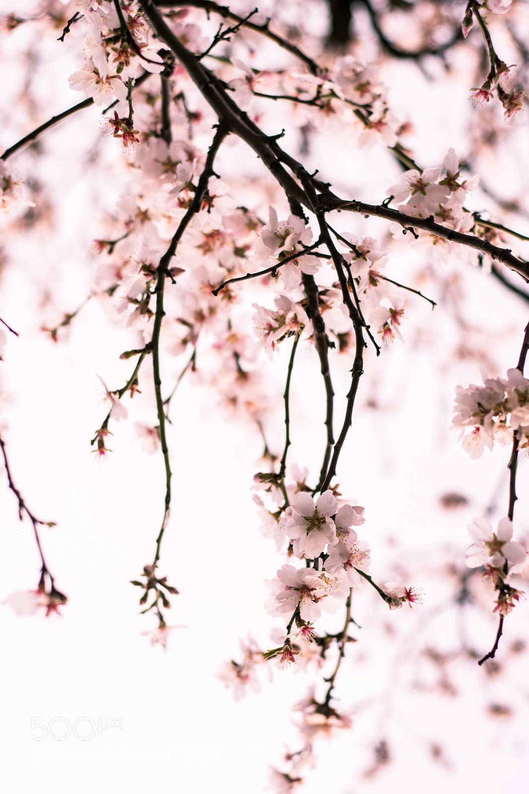 Nikon D7100 sample photo. Untitled photography